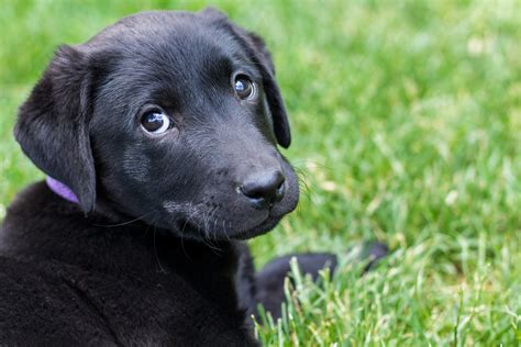 We update our website/facebook/instagram each week with new pictures of the pups as they grow. Summer Sale! Beautiful Female Black Lab Puppy- Placed ...