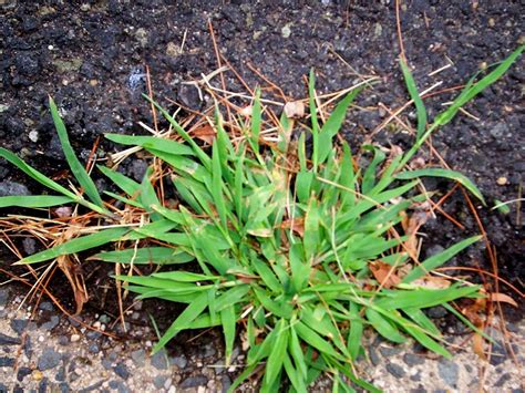 Most Common Weeds In Ohio Identification And Pictures Grass Master