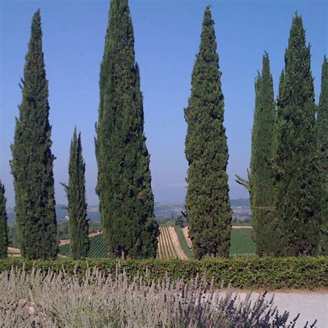 intro lasciatemi cantare con la chitarra in mano lasciatemi cantare sono un italiano. Mudas De Cipreste Italiano - R$ 220,00 em Mercado Livre