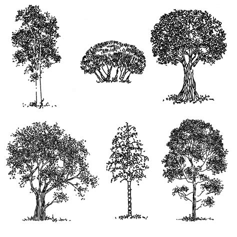 Premium Vector Set Of Hand Drawn Trees