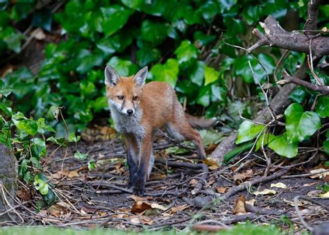 premium photo urban fox cub exploring in the garden near their den