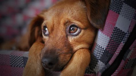 Stressed Dog These 5 Tips Will Relax Them Mad Paws Blog