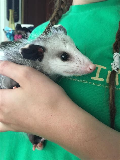 Baby Opossum Raises All Ye Who Enter Ifttt