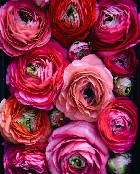 Reds And Pinks Ranunculus Photoerin Summer Art Design