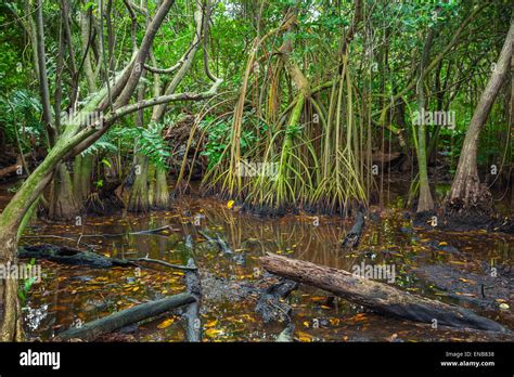 Mangrove Trees Growing In The Water Wild Dark Tropical Forest