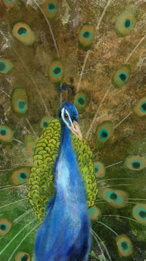 Peacock By Stexara On Deviantart