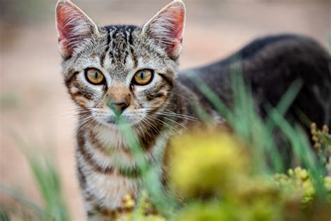 Feral Cats Are Wiping Out Endangered Marsupials
