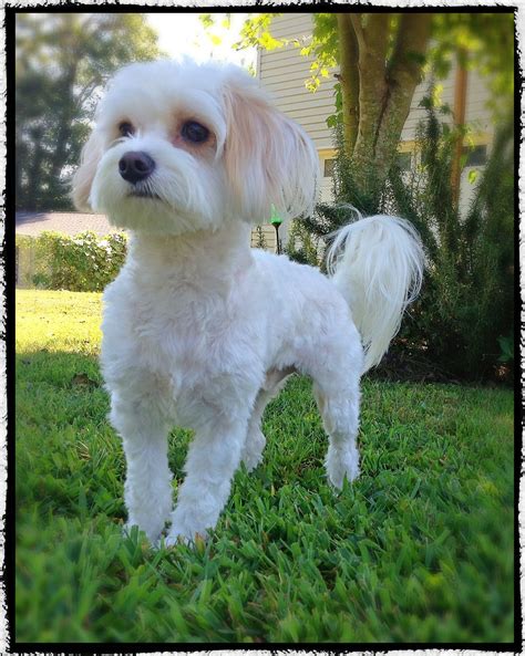 Maltese Dog Short Haircuts Izola Mcgowan