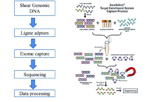 Exome Sequencingthe Basic Steps Required For Exome Sequencing Are