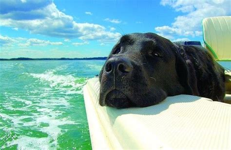 Black Lab Trip Boat Pet Water Safety Water Dog Dogs On Boats