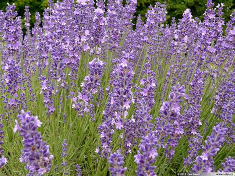 Lavandula Angustifolia Levandule Lékařská Officinalis Spica