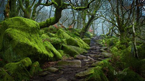 Caminho Da Floresta De Inglaterra Em Padley Gorge Em Derbyshire 2017