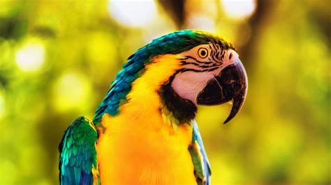 Wallpapers Hd Macaw Parrot Bird Bright Branch
