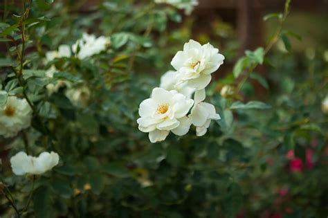 Premium Photo Beautiful White Roses Flower In The Garden