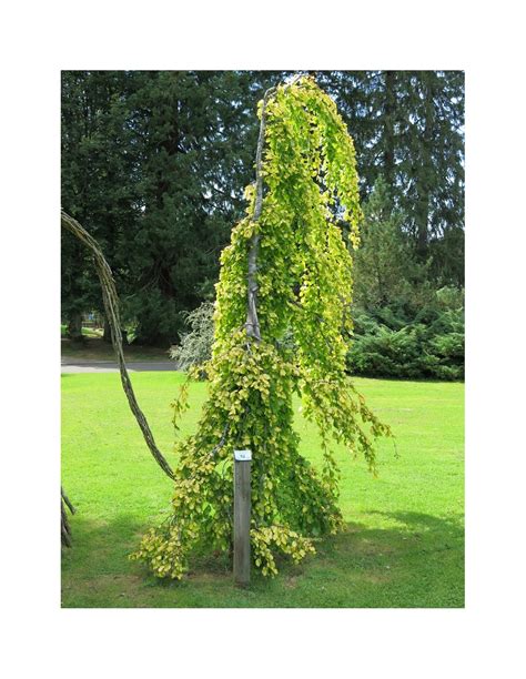 Weeping European Beech Aurea Pendula Fagus Sylvatica On Sale