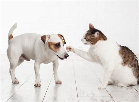 Dog And Cat Fighting Stock Image Image Of Expression 9803047