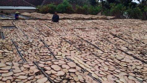 Harga porang iris kering yang terus melonjak dari tahun ke tahun menjadikan banyak petani yang banting stir menanam porang. Tiga Tahun Lalu Paidi hanya Pemulung di Madiun, karena ...