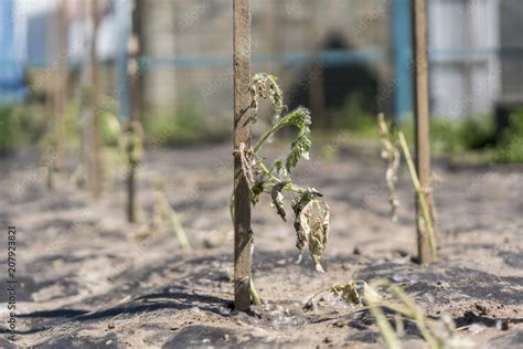 Dry Plants From Drought In The Garden The Dried Bush Of A Tomato The