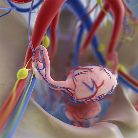Female Reproductive System Artwork Photograph By Science Photo Library
