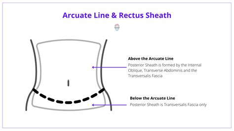 Arcuate Line