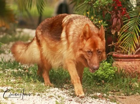 Liver Colored German Shepherd Common Questions Shepherds Bone