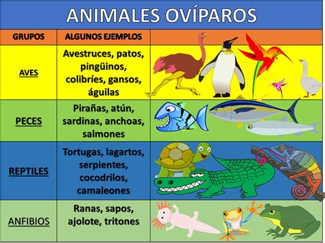 Animales Ovíparos Y Vivíparos Nueva Escuela Mexicana