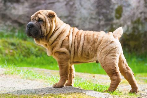 Chinese Shar Pei Dog Breed Information And Characteristics