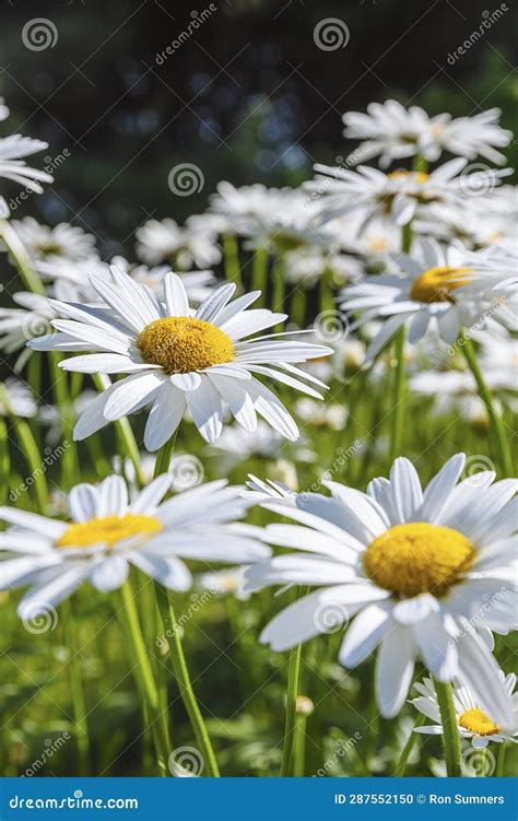 Wild Daisy Flowers In A Field With Shallow Focus Stock Photo Image Of