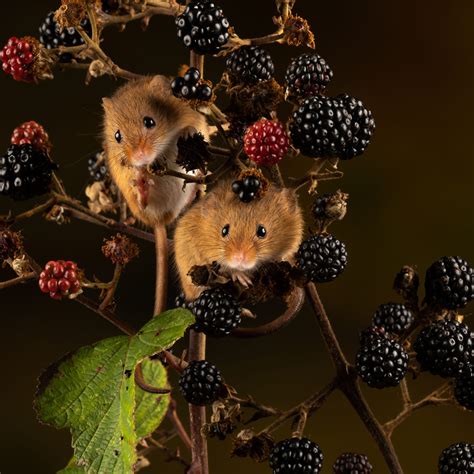 harvest mice photographer