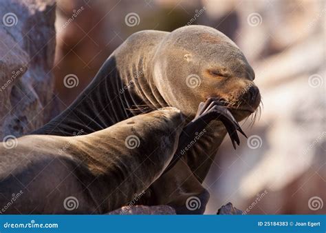 Two Seals Stock Image Image Of Nature Mammals Outdoors 25184383
