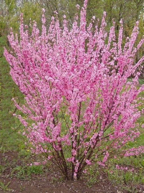 Dwarf Flowering Cherry Almond Tree 39 Small Trees Under 30 Feet For A