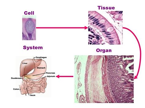 Cells Tissues Organs Systems Biological Science Picture Directory