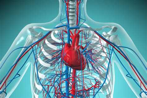 Las 10 Partes Del Sistema Circulatorio Características Y Funciones