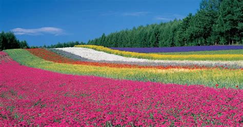 Spring Flowers In Japan Tripzilla