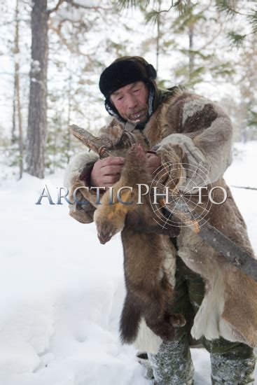 Gennadiy An Elderly Selkup Hunter Removes A Sable Caught In A Leghold Trap Krasnoselkup