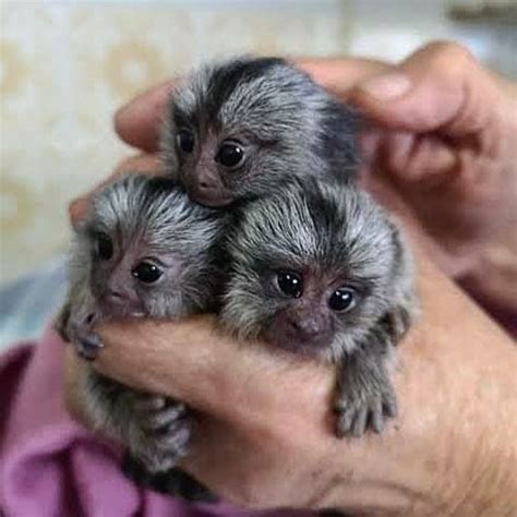 Adorable Baby Pygmy Marmoset for Sale - Peanuts, Male, 1 Month Old
