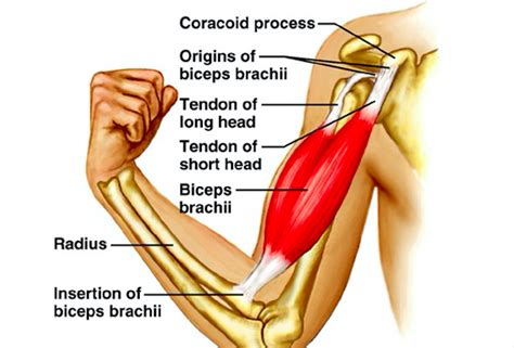 Shoulder anatomy is an elegant piece of machinery having the greatest range of motion of any joint in the body. Biceps and Triceps Tendon Rupture - Core EM