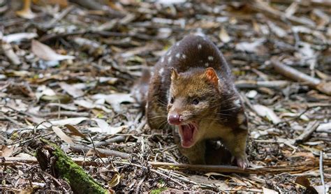 Scat Hints At Presence Of Spotted Tailed Quoll Colony In Victoria For