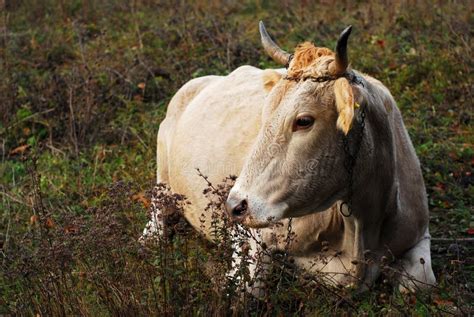 561 Lazy Cow Stock Photos Free And Royalty Free Stock Photos From