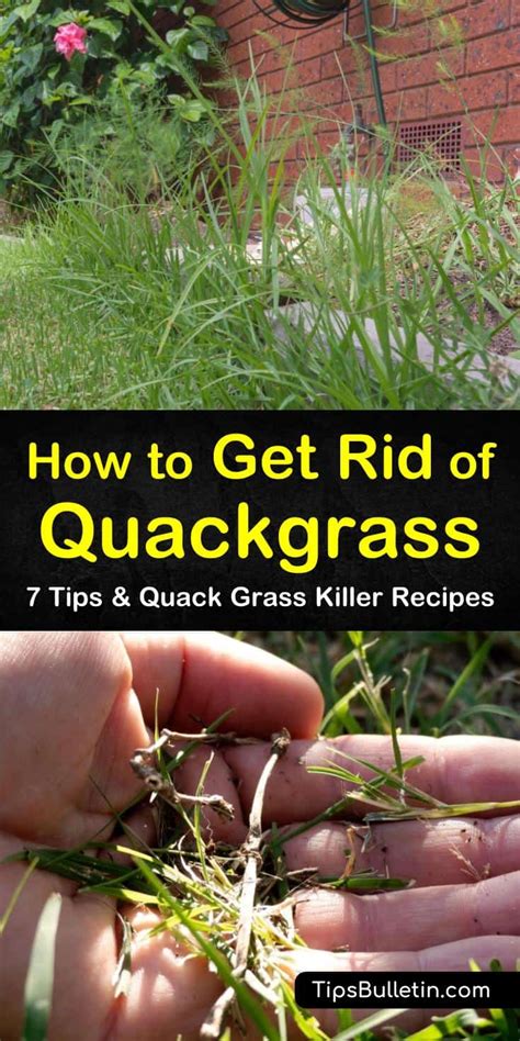 7 Easy Ways To Get Rid Of Quackgrass