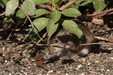Hispid Cotton Rat Quest For The Longleaf Pine Ecosystem