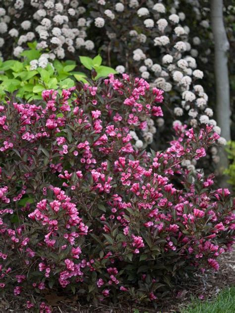 Flowering quince is another early bloomer for sunny locations. 14 Flowering Shrubs for Sun | HGTV