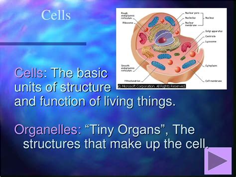Ppt Cell Structure And Function Powerpoint Presentation Free