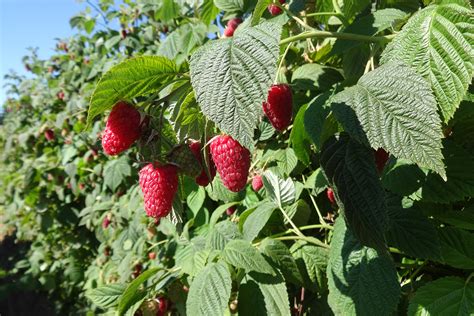 WSU debuts flavorful, easy-to-harvest new raspberry, Cascade Premier ...