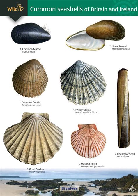 Seashells Guide Field Studies Council