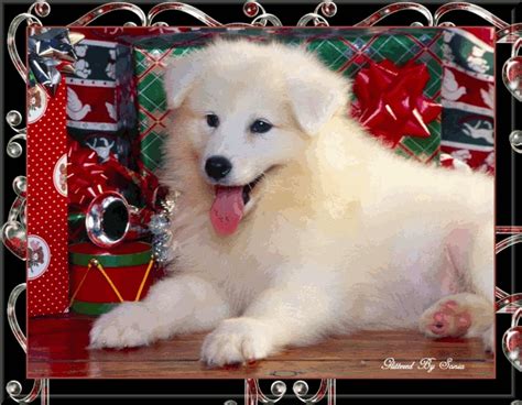 Imagenes De Lindo Perrito En Navidad Frases De Navidad Y Año Nuevo 2019