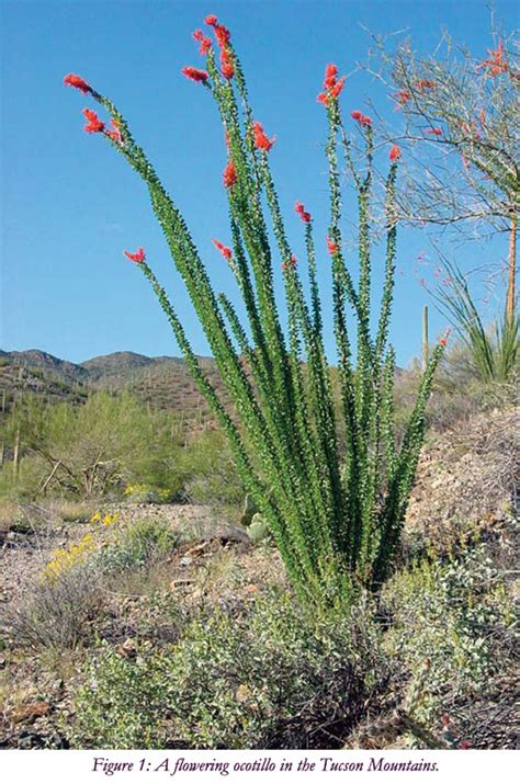 Get directions, reviews and information for arbor tree & cactus in tucson, az. The Tucson Cactus and Succulent Society