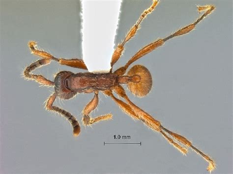 Formicidae Aenictinae Aenictus Yamanei