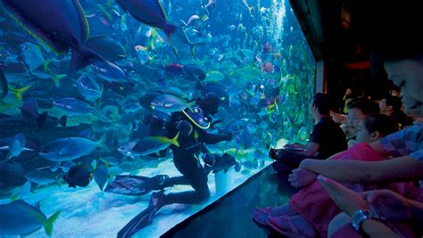 Located beneath the kuala lumpur convention centre, aquaria klcc is home to more than 5,000 aquatic and marine animals from in just one day, tour kuala lumpur's four star animal attractions: Four hours in Kuala Lumpur - Business Traveller
