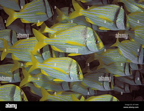 Anisotremus Virginicus Porkfish Fish Atlantic Ocean Stock Photo Alamy